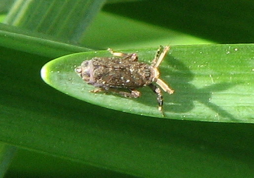 Identificazione - Asiraca clavicornis  da Treviglio BG